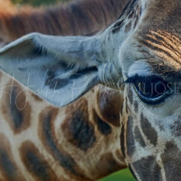 KENIA VS_003