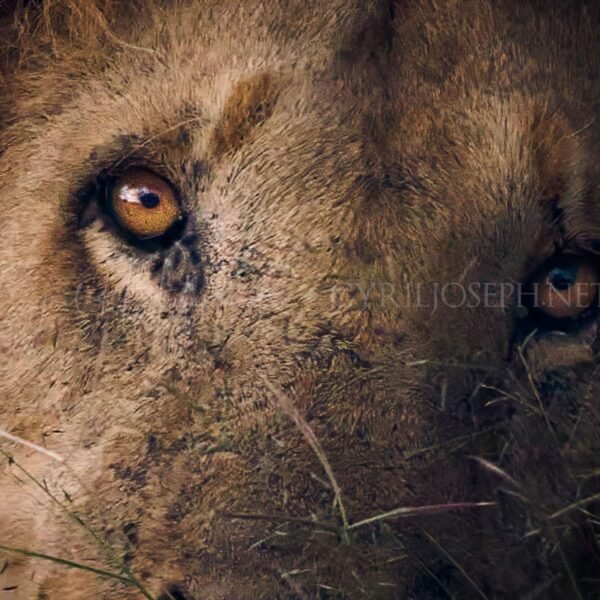 KENIA VS_006