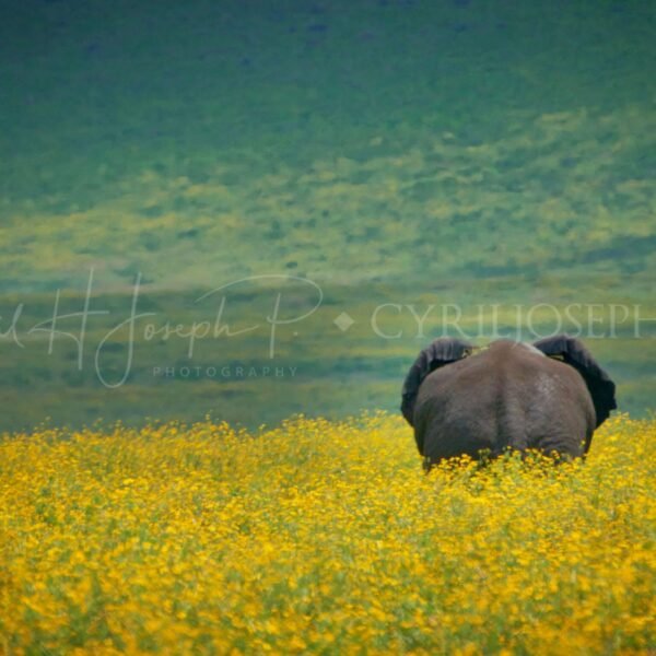 Kenia21_09105_397