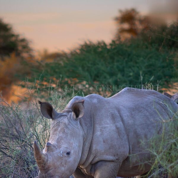 NAMIBIA VS_001