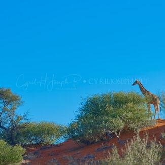 NAMIBIA VS_003
