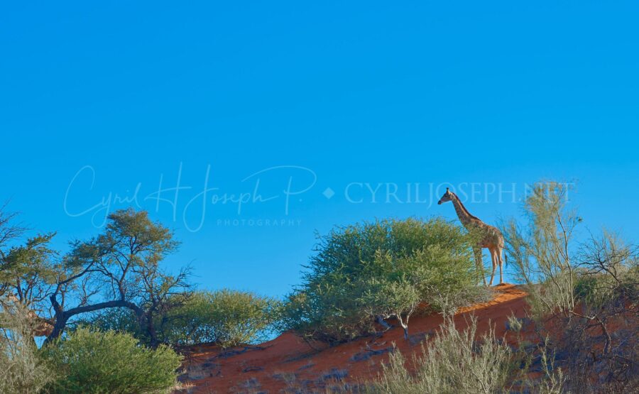 NAMIBIA VS_028