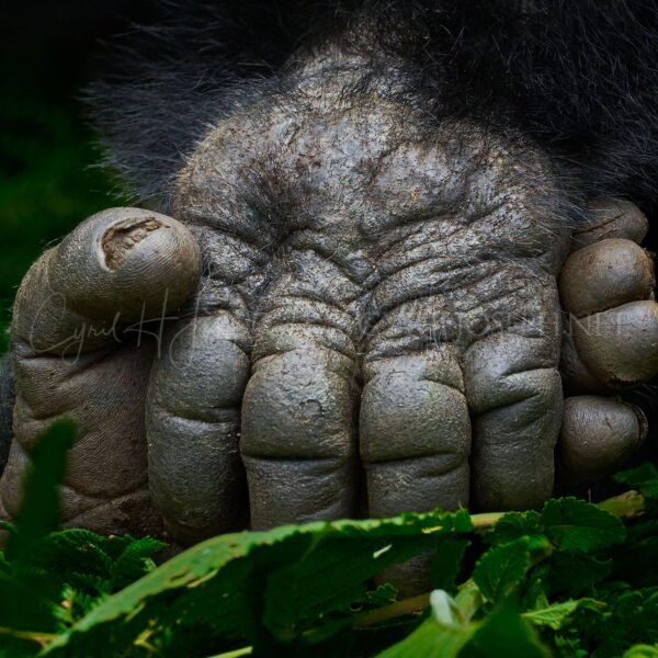 RUANDA VS_002