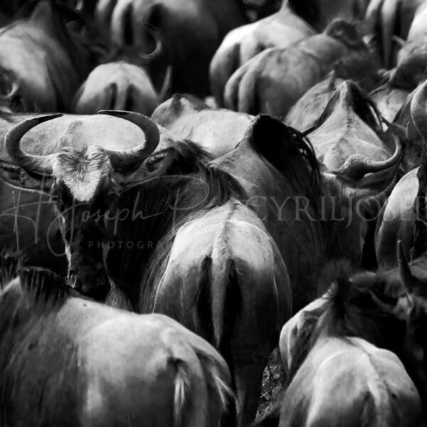 TANZANIA BN_VS_001