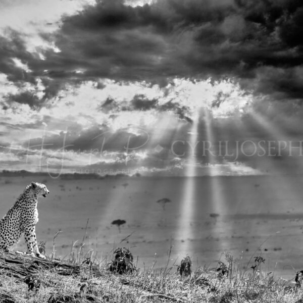 TANZANIA BN_VS_003
