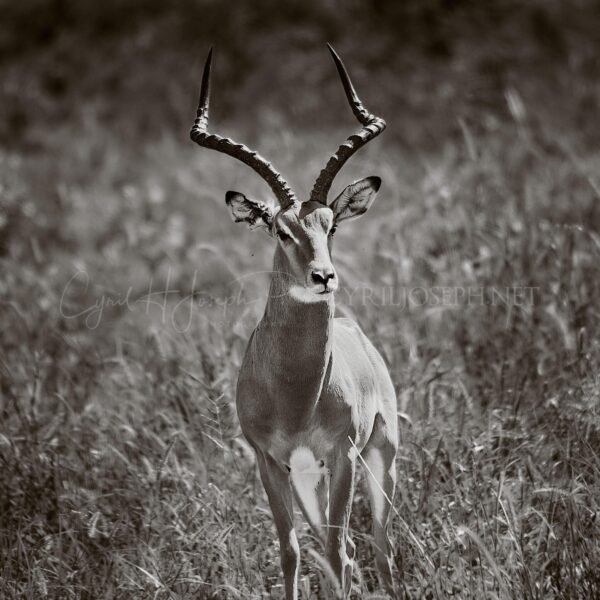 TANZANIA BN_VS_004