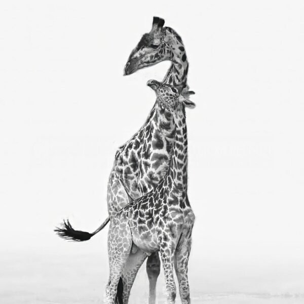 TANZANIA BN_VS_005