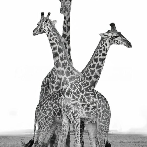 TANZANIA BN_VS_006