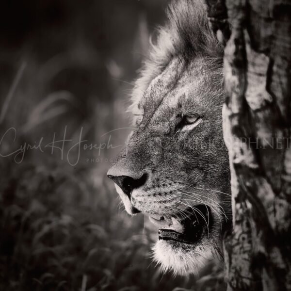 TANZANIA BN_VS_007