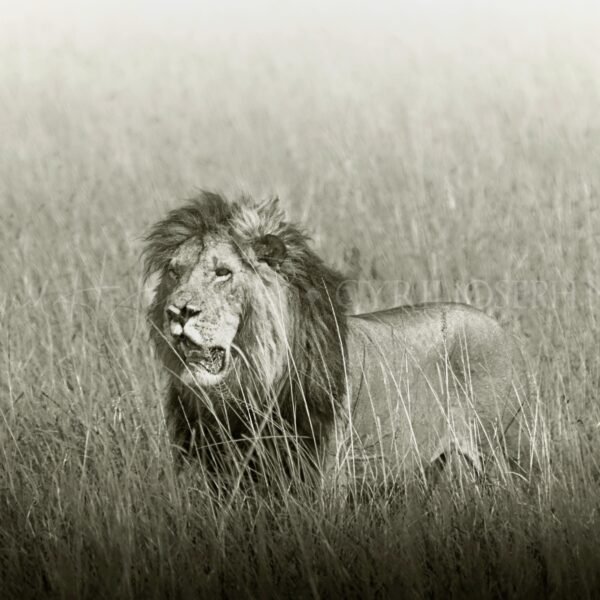 TANZANIA BN_VS_008