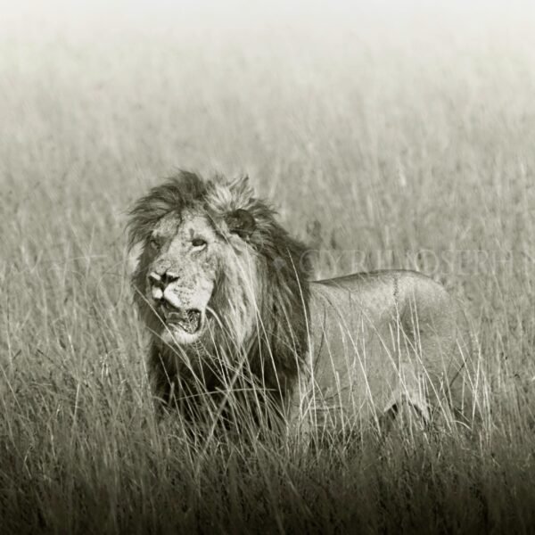 TANZANIA BN_VS_008