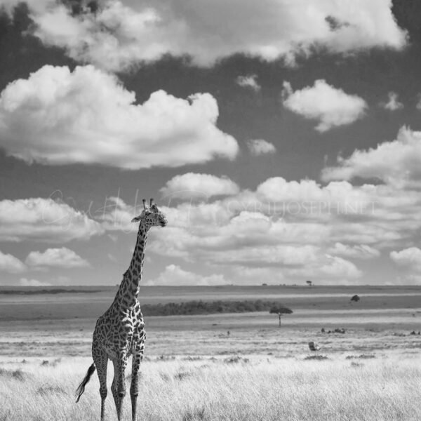 TANZANIA BN_VS_012