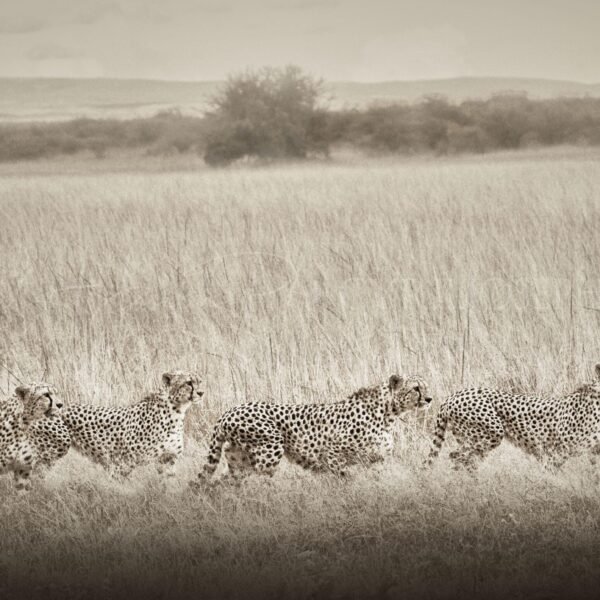 TANZANIA BN_VS_014