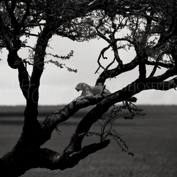 TANZANIA BN_VS_016