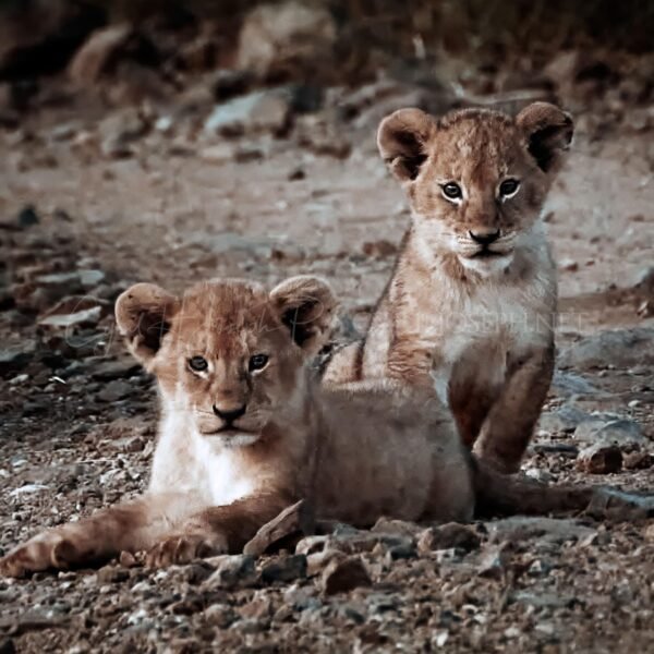 TANZANIA VS_005