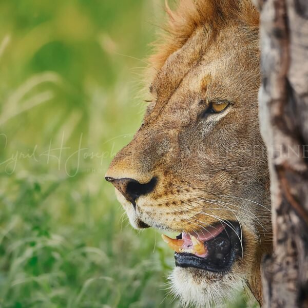 TANZANIA VS_006