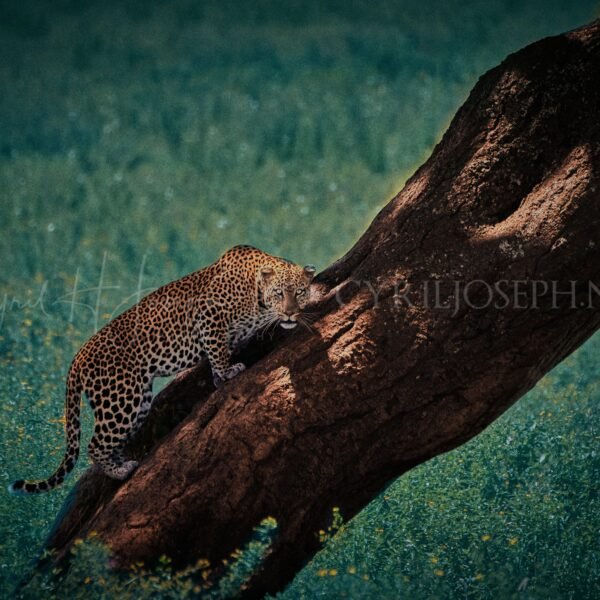 TANZANIA VS_008