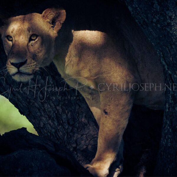 TANZANIA VS_010