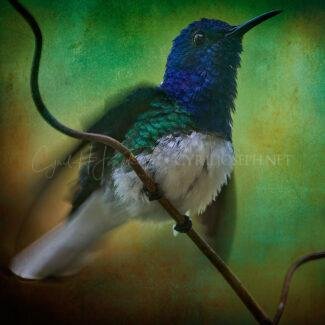 Especial_Texturas_000