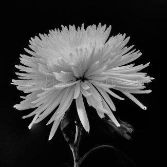 Especial_Texturas_013