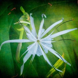 Especial_Texturas_027