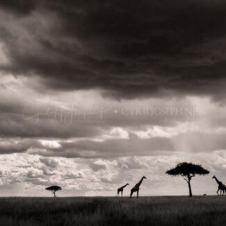 KENIA BN_Paisaje_06