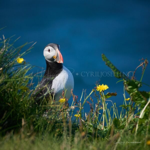 Puffin 00