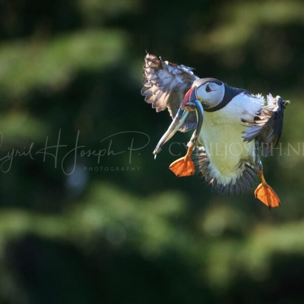 Puffin 01