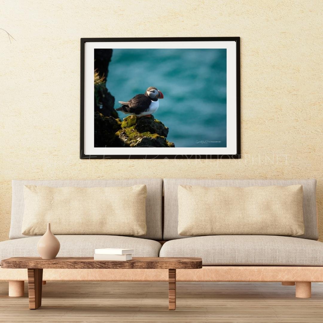 Puffin 05 - Imagen 3