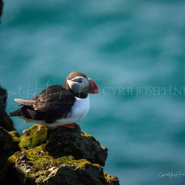 Puffin 02