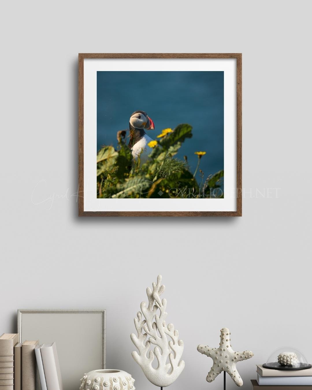 Puffin 03 - Imagen 3