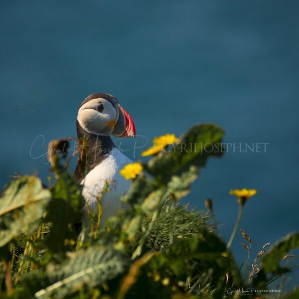 Puffin 03