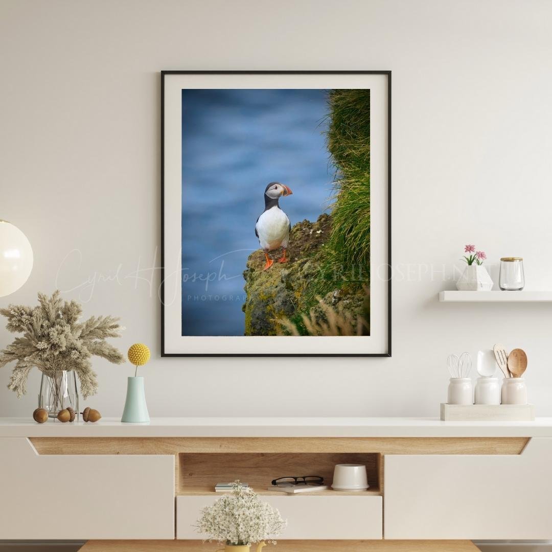 Puffin 04 - Imagen 3