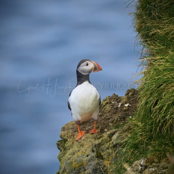 Puffin 04