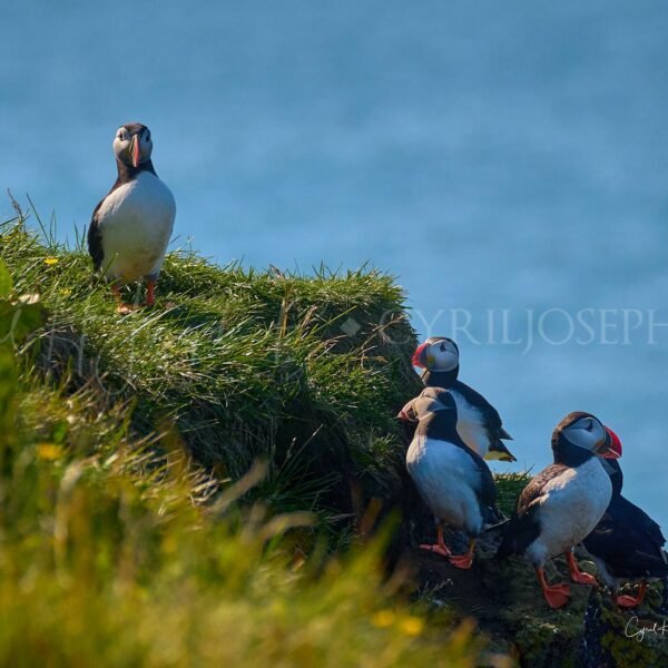 Puffin 05