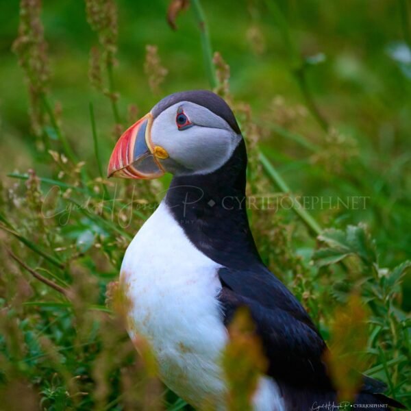 Puffin 06