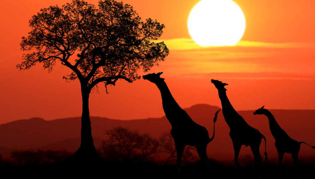 Sudafrica-07