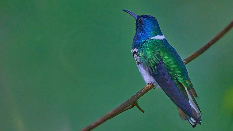 Birdwatching (Reserva)