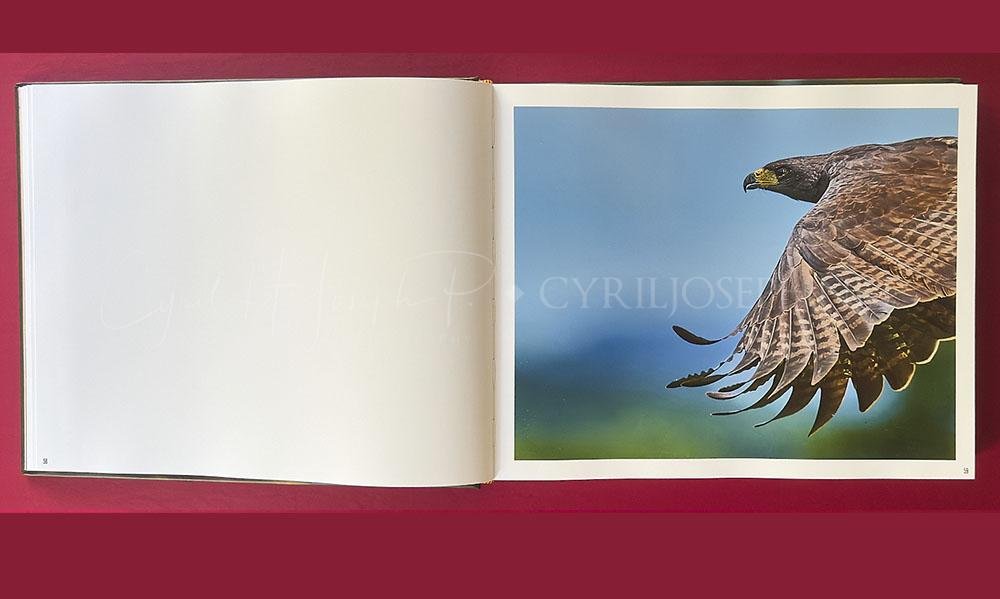 Libro ALADOS - Imagen 3