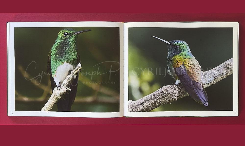 Libro ALADOS - Imagen 4