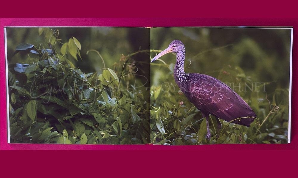 Libro ALADOS - Imagen 5