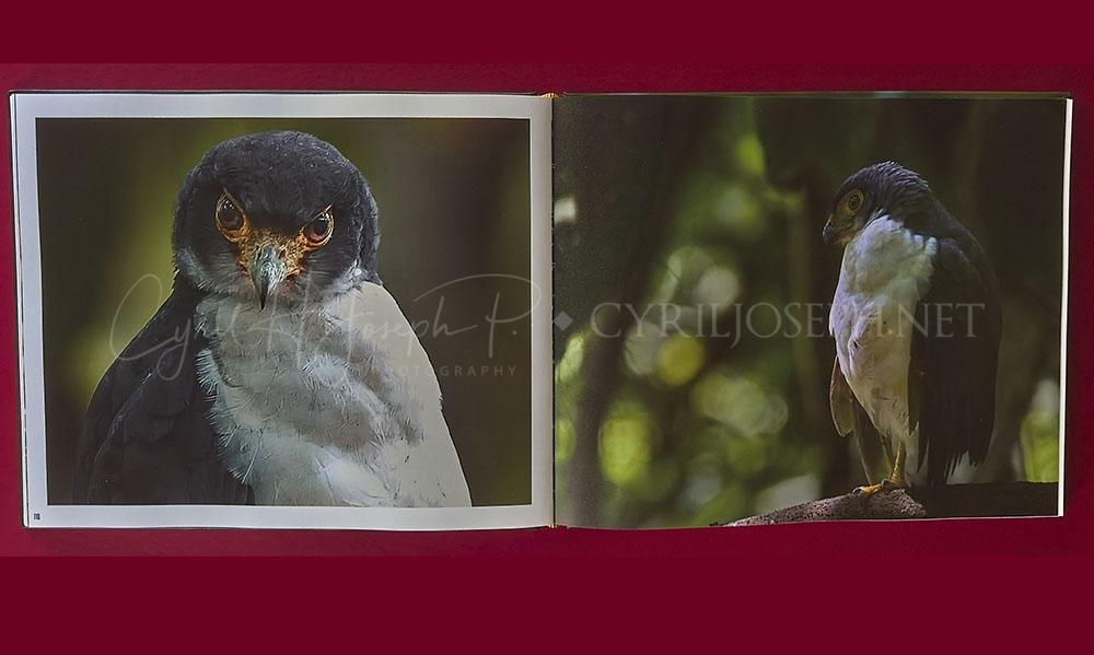 Libro ALADOS - Imagen 6