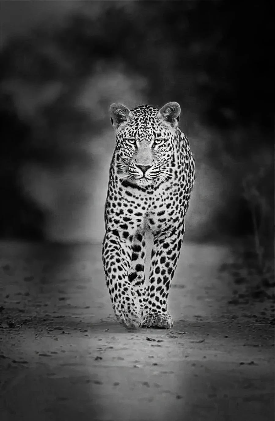 Sombra Felina