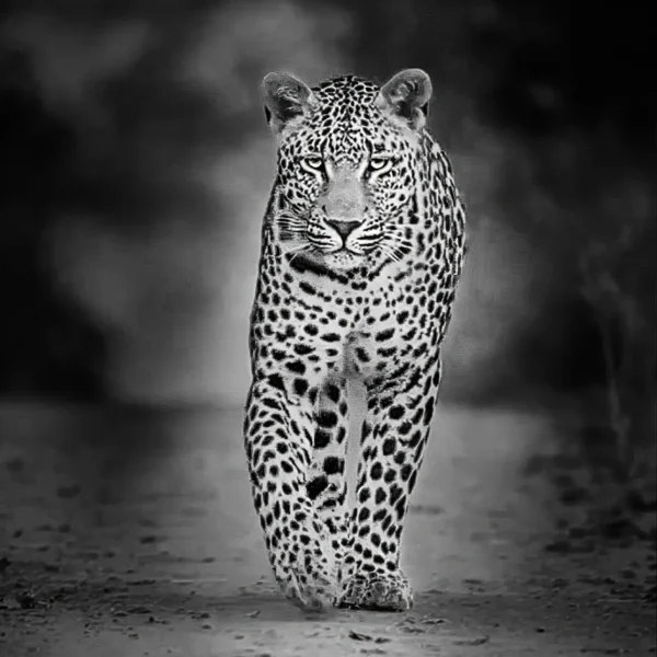 Sombra Felina