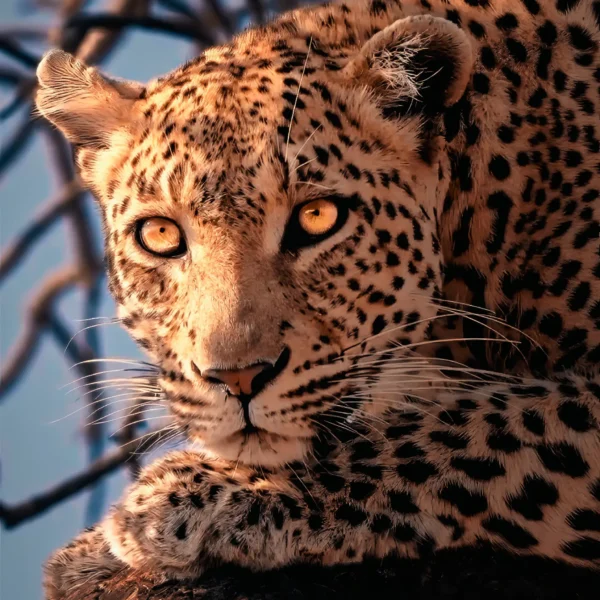 Mirada de Oro