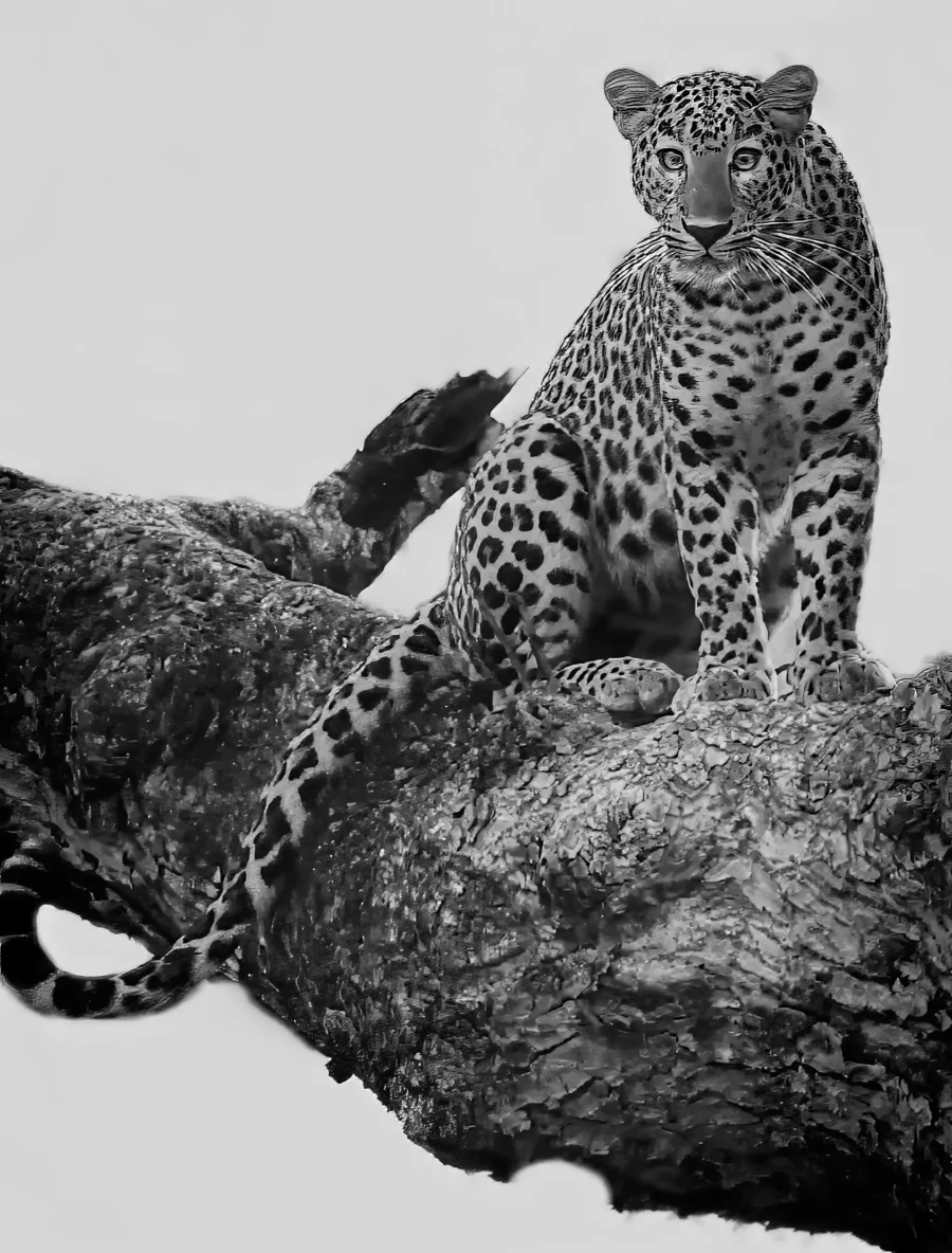 Felino