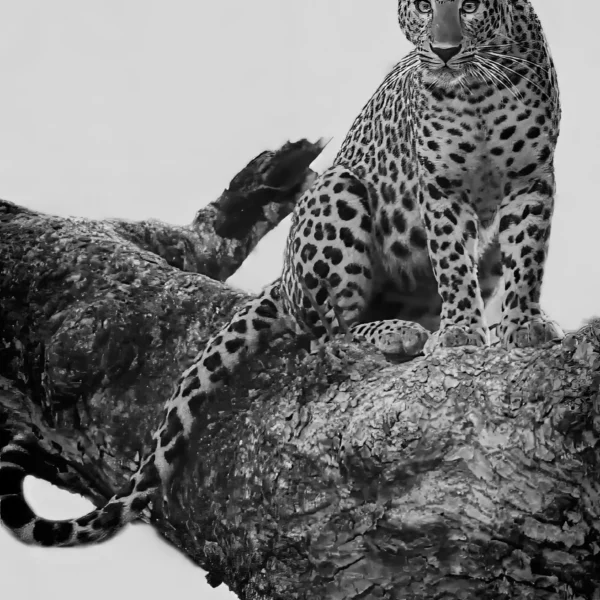 Felino