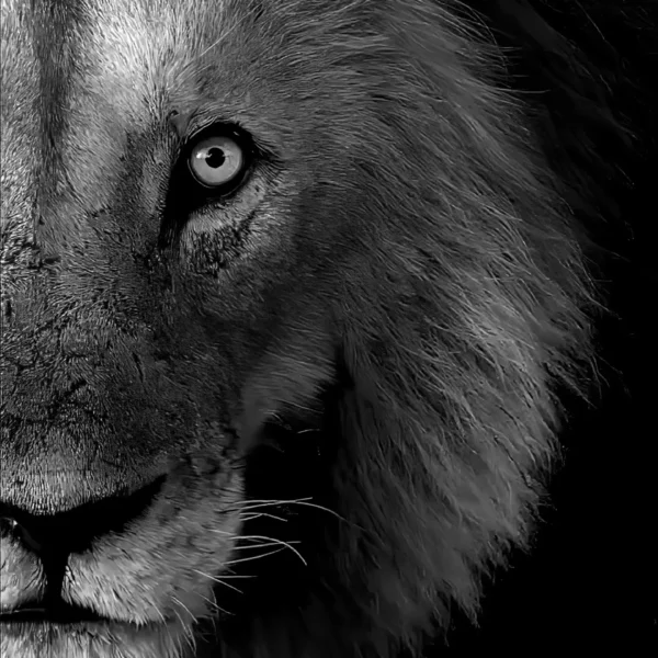Mirada