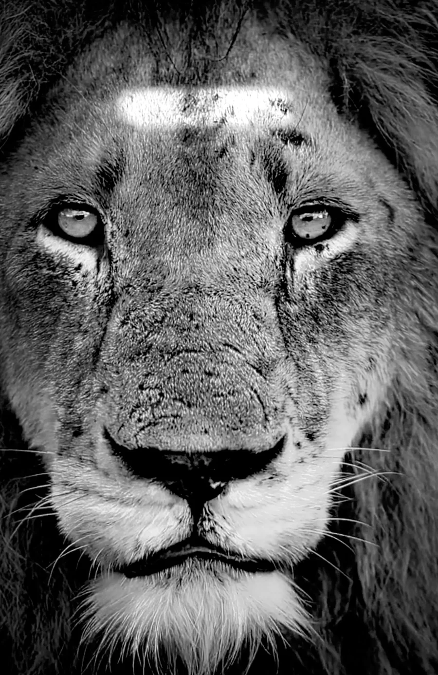 Majestad