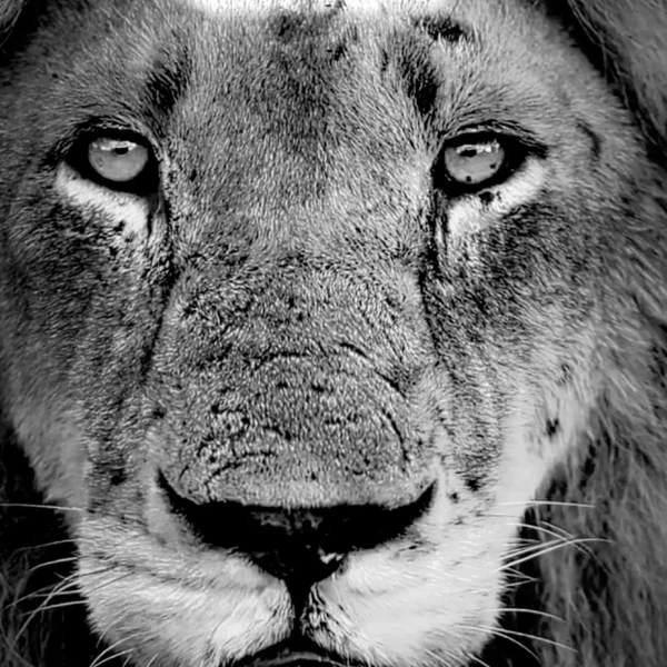 Majestad